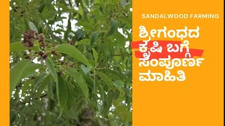 Sandalwood tree farming|ಶ್ರೀಗಂಧದ ಕೃಷಿ