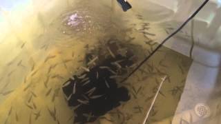Raising Tilapia at Home - Great for Preppers
