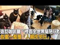 造訪咖啡廳「裡面全是黑貓陪玩」包圍一整圈「人類快來玩」|#貓咪故事 #黑貓