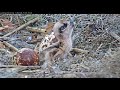 osprey chick perks up as second egg expected to hatch soon – april 15 2021