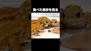 食べられると許せないヒキガエル Funny Toad Video