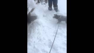 Tassen the bordercollie loves the snow❤️