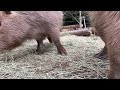 カピバラの鳴き声（埼玉県こども動物自然公園　公式 saitamachildrenszoo official ）