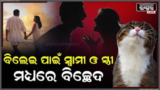 ବିଲେଇ ପାଇଁ ସମ୍ପର୍କରେ ପଡିଲା ଫାଟ, ସ୍ୱାମୀ ଓ ସ୍ତ୍ରୀ ମଧ୍ୟରେ ହେଲା ବିଚ୍ଛେଦ