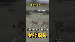 雄獅被母獅打了 #動物世界 #獅子