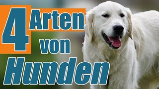 4 instinktive Verhaltensweisen von Hunden und wie du damit umgehen solltest