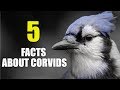 5 FUN & Interesting FACTS About The Corvid Family