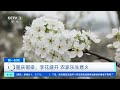 第一时间 重庆铜梁：李花盛开 农家乐生意火 财经风云