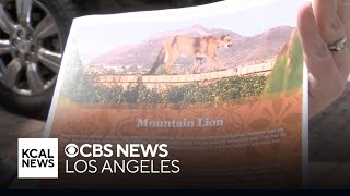 Mountain Lion spotted over weekend near popular Mission Viejo hiking trail