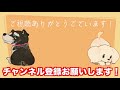 トリミング！トイ・プードル「ココちゃん」ご来店♪