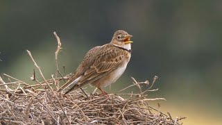 El Canto de la Calandria Común​