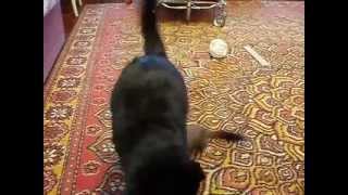 Ermine plays with cat / mustela erminea