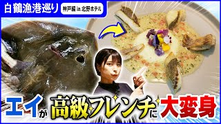 【エイの下剋上】神戸の凄腕シェフが「安くて売りにくい」未利用魚を絶品フレンチに！【白鶴漁港巡り 神戸編 in 北野ホテル】