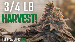 HUGE Harvest in 2x2 Tent! | Cannabis Flower Guide Start to Finish EP.3