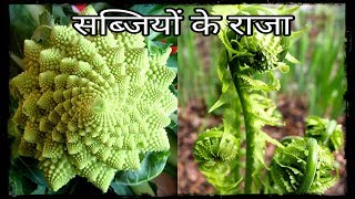 सबसे बेहतरीन सब्जियां जिसे आपने पहले नही देखा होगा ।। TOP 7 MOST UNUSUAL VEGETABLE