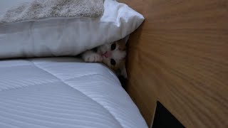 枕の下に隠れる子猫,Kitten hiding under pillow