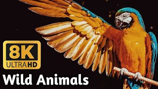 Wild Animals In ULTRA HD WORLD II 8K Video