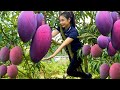How to Harvest Red Mangoes in the Backyard with My Recipe / Cooking with Ly Thi Cam
