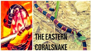 Species Breakdown: Eastern Coral Snake