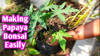 छद पर पड़े गमलो में लगाया मालामाल पपीता - how to grow Bonsai papaya in pot on Terrace