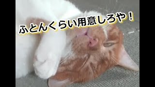 自由を奪われた元野良。けれど気にせず気ままにすごす。【侵入した野良仔猫】～家猫修行中～