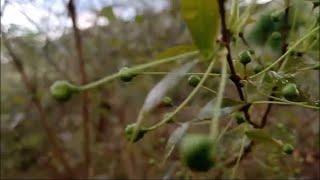 Começou as chuvas de janeiro aqui na região