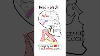 Anatomy of the Head and Neck - Skull Anatomy…#anatomy #biology #physiology #science #nurse #doctor