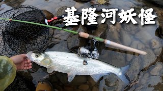 基隆河妖怪 #曲腰魚【會員影片免費開放】