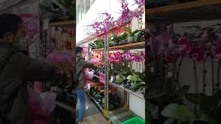 Napaka daming #orchids #chinese new year approaching #beautiful #flowers #shorts