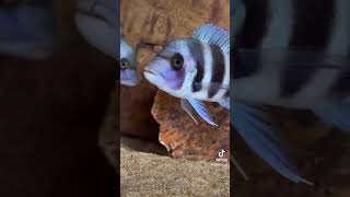 Gibberosa Mpimbwe Blue Frontosa Cichlid @koryaqua | Falcon Aquarium Services