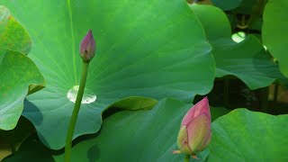 小さな窓の花ごよみ 1811 夏空の日 雪梁舎美術館へ ♪ Italian Concerto Harp ♪