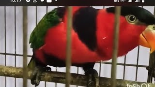 parrot'talking റെഡ്മിയെ കൊട്ട് പഠികുവാ മിന്നു