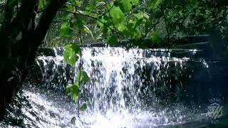 Suara Air Jernih Mengalir Di Hutan dan Suara Kicau Burung Penghilang Stres