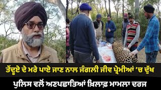 Leopard ਦੇ ਮਰੇ ਪਾਏ ਜਾਣ ਨਾਲ ਜੰਗਲੀ ਜੀਵ ਪ੍ਰੇਮੀਆਂ ’ਚ ਦੁੱਖ