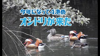 オシドリが来た　４池め　Mandarin duck