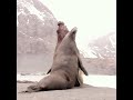 elephant seals😮 ep7 shorts