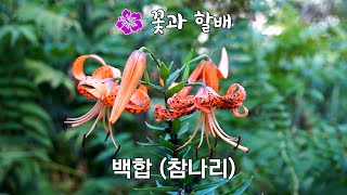 [꽃과 할배: 백합] 참나리, 원추리가 아이들에게 아름다움을 선물하네요