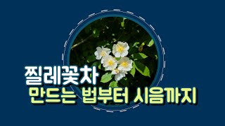 찔레꽃차 만들기 [꽃차 만드는 법] 꽃차 만들어서 시음까지