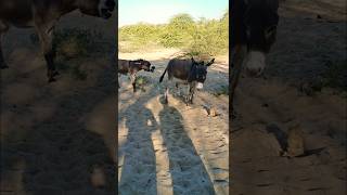 Donkeys #animals #funnyanimals #shortvideos #ytshorts