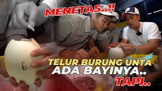 TELUR BURUNG UNTA MENETAS.. TAPI....