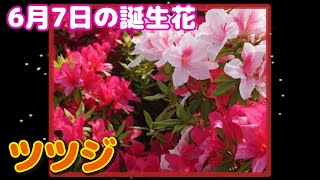 6月7日の誕生花 ツツジ どんな花？あなたに送る花言葉は?