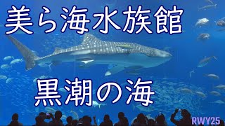 美ら海水族館　黒潮の海　マンタの餌やり