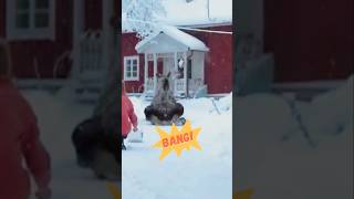 Moose vs Stupid Human Be Like