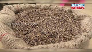 Black Rice Farming By A Farmer Of Nabarangpur District