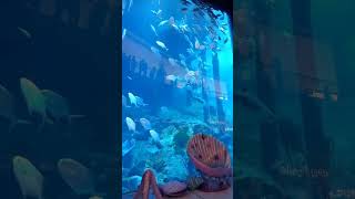 Fish Aquarium in Dubai 2023 | World Largest Fish Aquarium 2023 | #shorts #fishaquarium