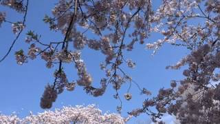 葛原岡神社前、満開の桜（2017.4.13）