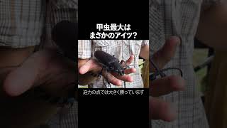 最大の甲虫はヘラクレスオオカブトではない？ #解説 #生物 #動物