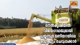 നെല്‍കൃഷിയില്‍ വിജയഗാഥയുമായി പയ്യന്നൂര്‍ മണിയറയിലെ ഒരു കൂട്ടം ചെറുപ്പക്കാര്‍