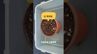 피스타치오 60일간 키우기(grow pistachio two month )