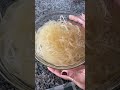 diy sea moss gel seamoss guthealth diy seamossgel lifehacks